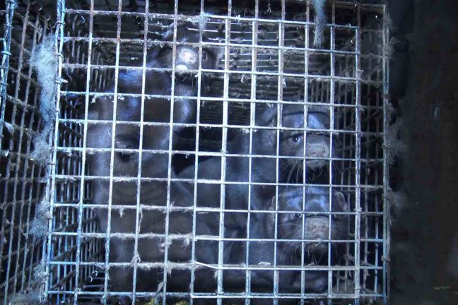 La Norvège va interdire les élevages d’animaux à fourrure