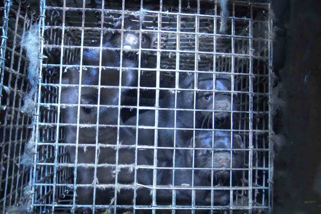 La Norvège va interdire les élevages d’animaux à fourrure